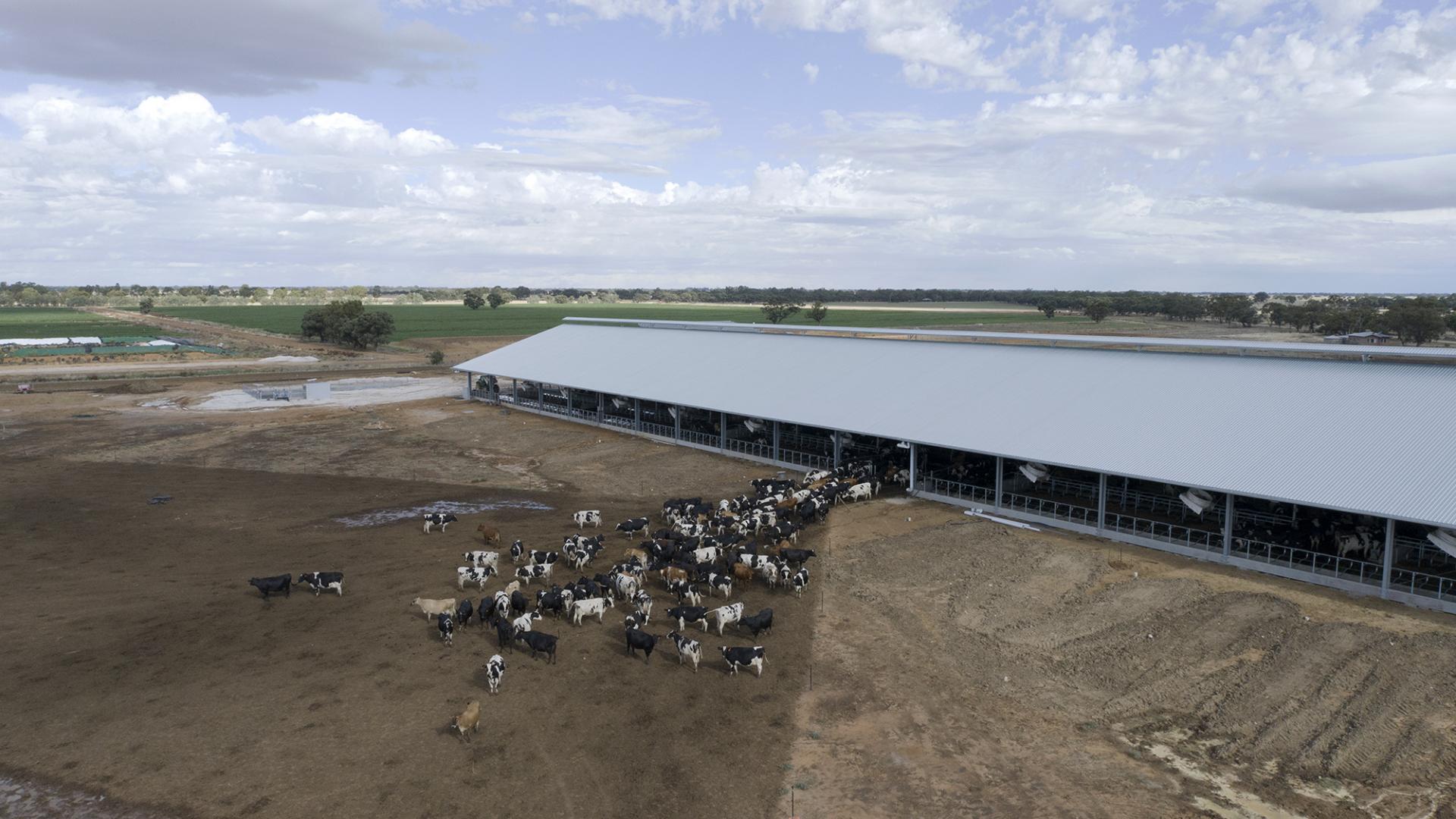 dairy farm building design