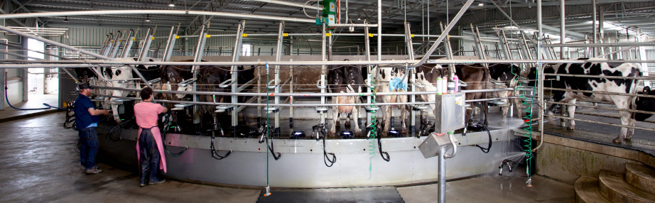Inverloch dairy Inverloch dairy