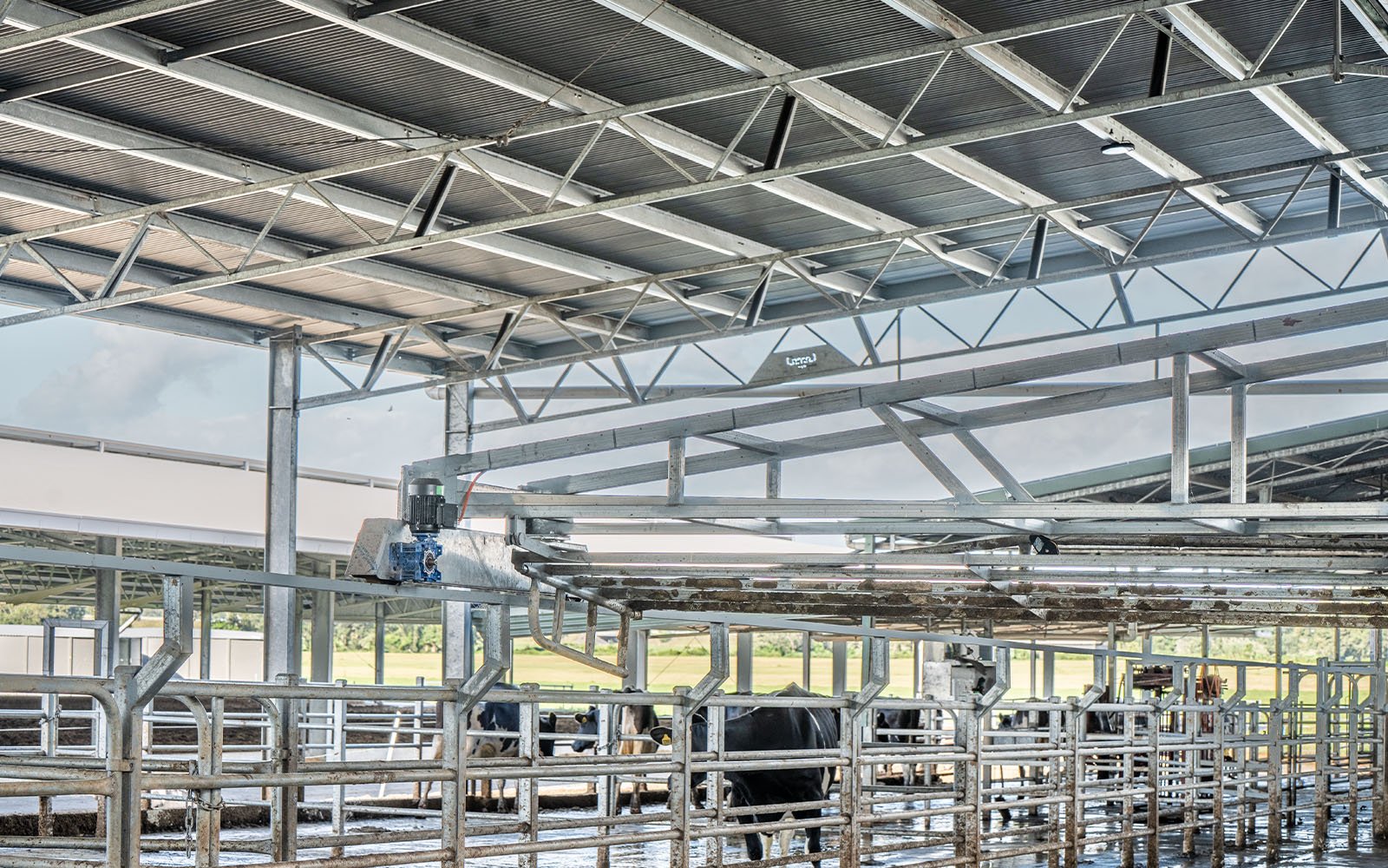 Dairy cows walking through a custom dairy building, made from hot dip galvanised steel, in the Illawarra, NSW.