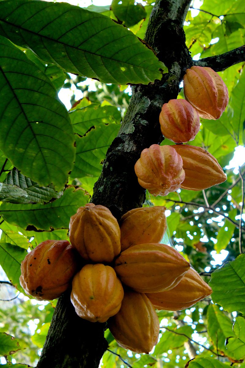 cacao