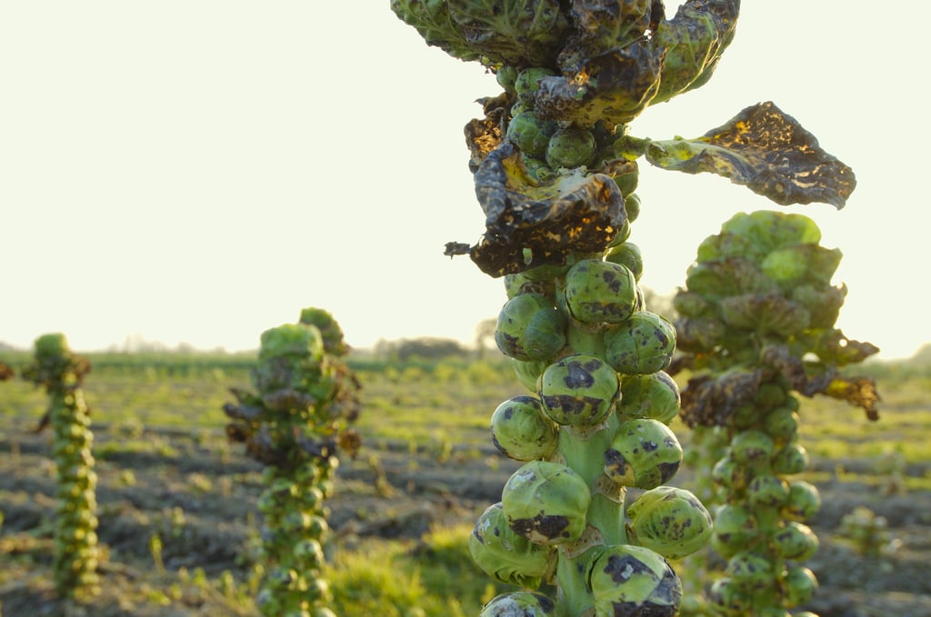 Brussels Sprouts