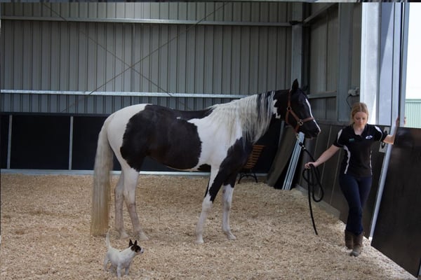 equine indoor arena construction
