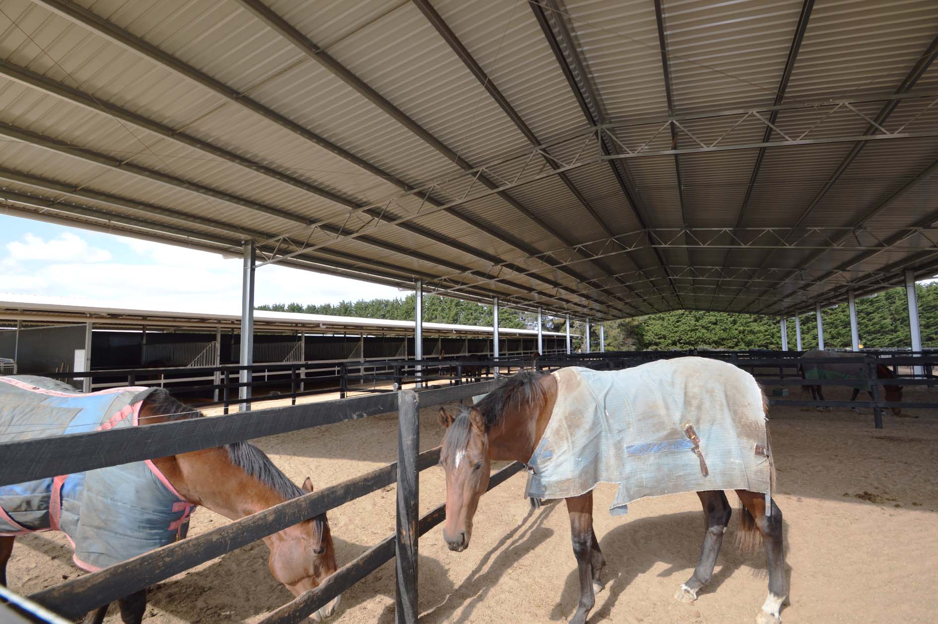 horses in day yard cover 