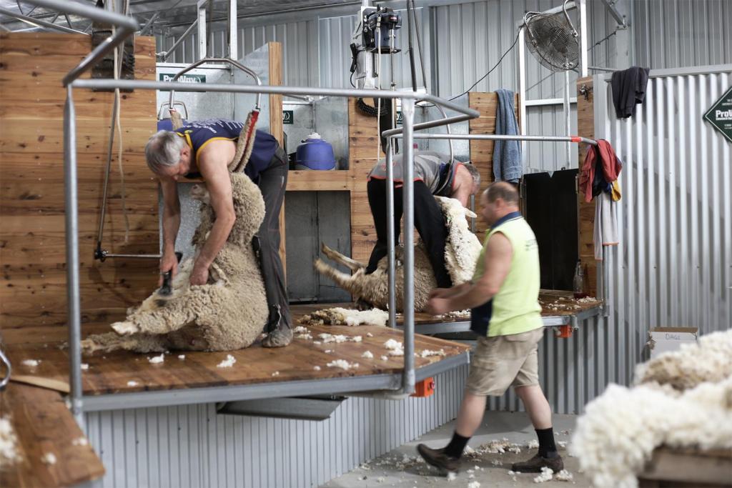 shearing in a wool shed