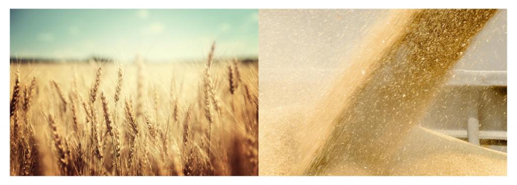 grains
