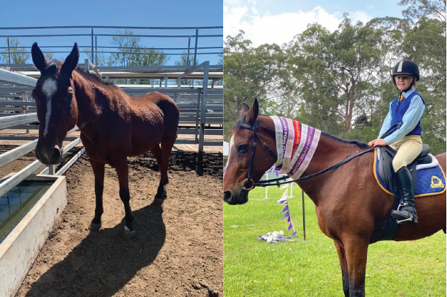 rescue horse before and after picture 