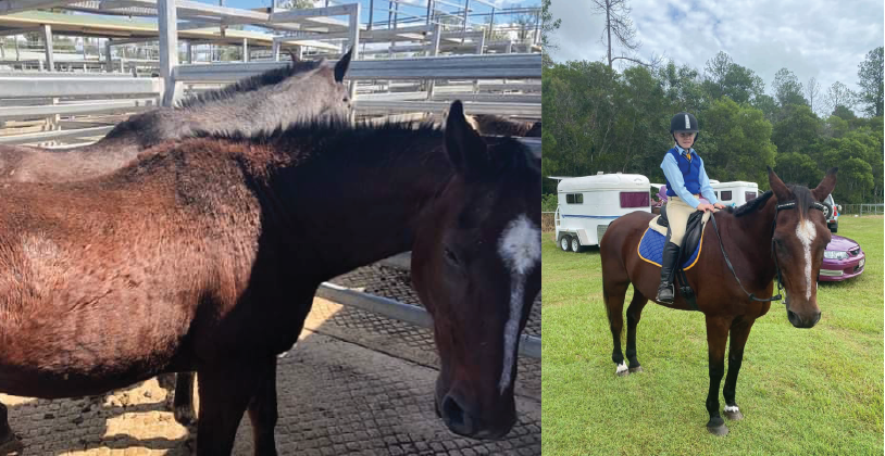 rescue horse before and after picture