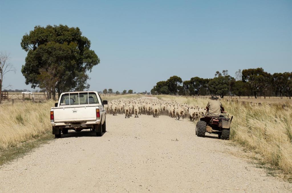 Australian farmer on quad bike 