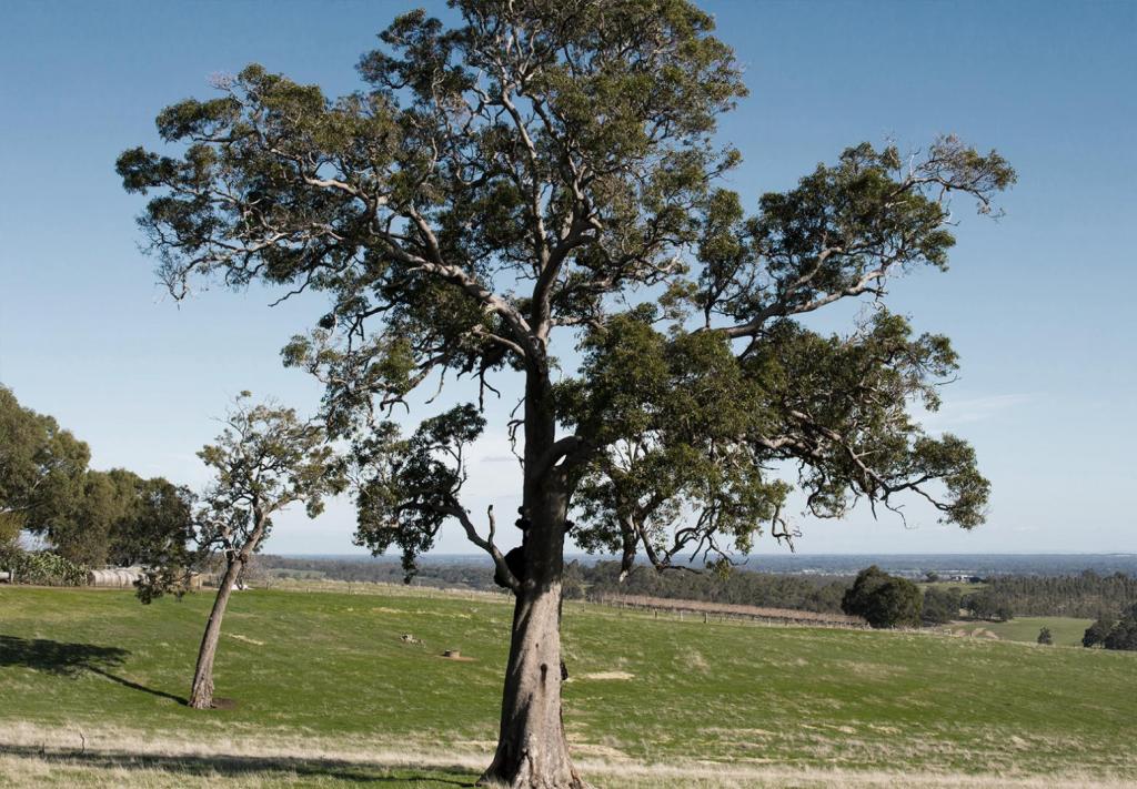 trees