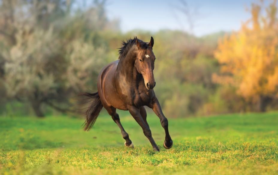 horse in autumn