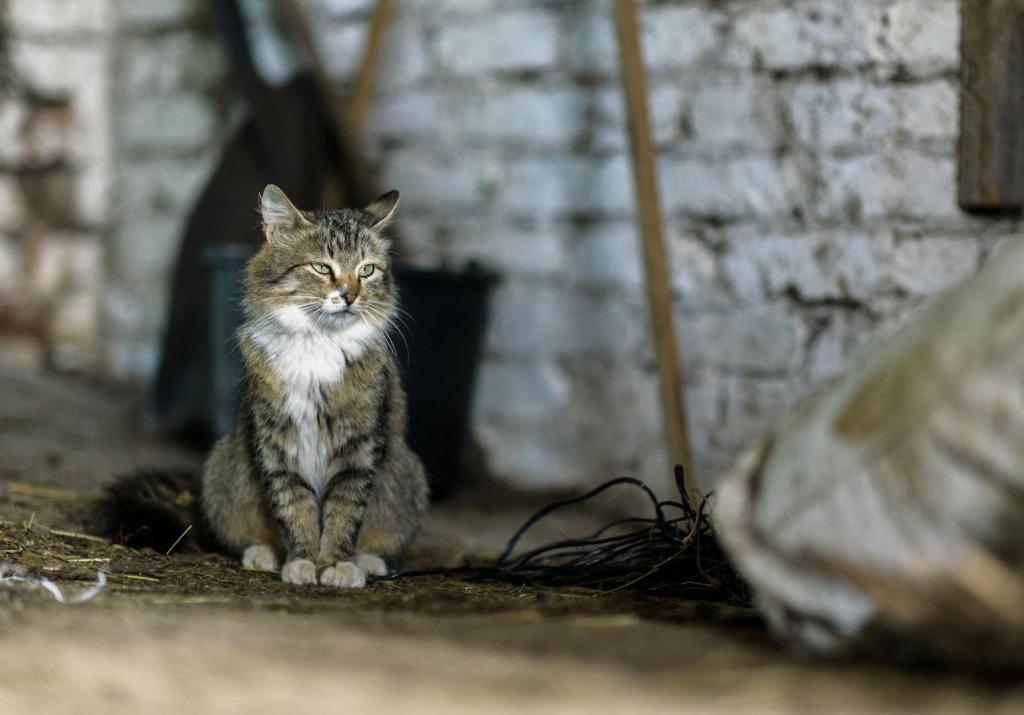 cat sitting inside stables 