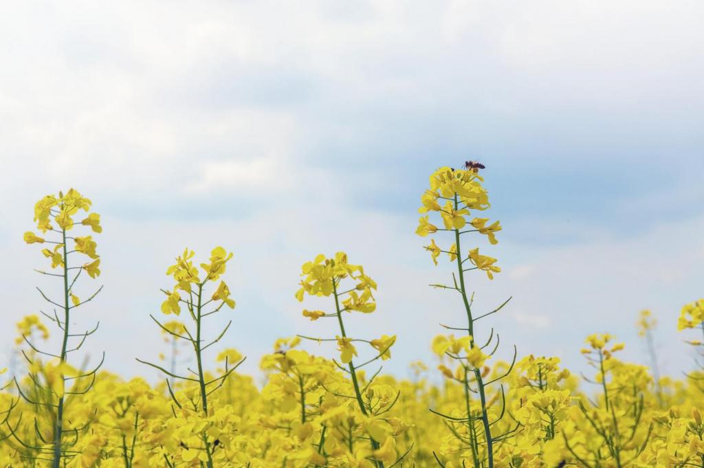 honey bee on flower 