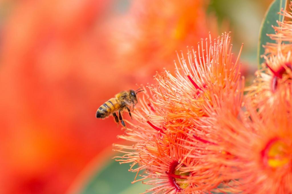 honey bee and flower 