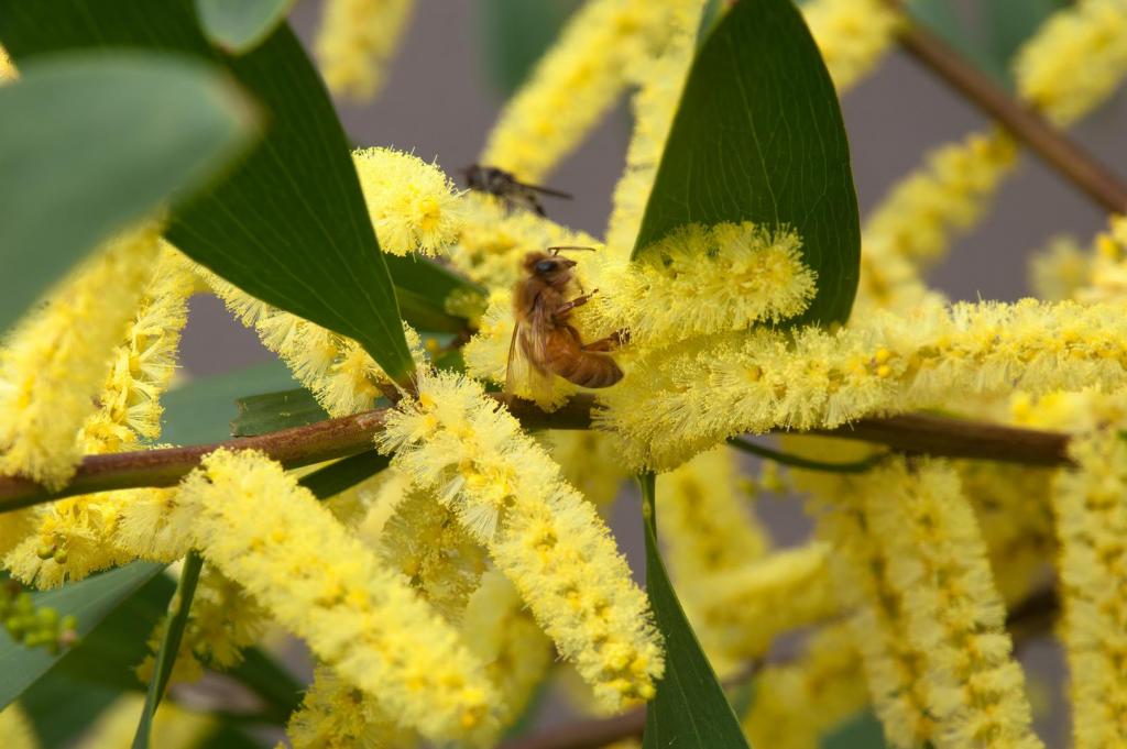 Australian honey bee on wattle flower 