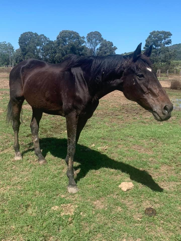 rescue horse after 