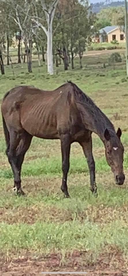 rescue horse before photo 