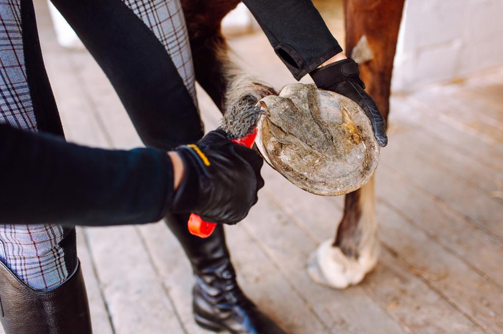 cleaning horse's hooves 