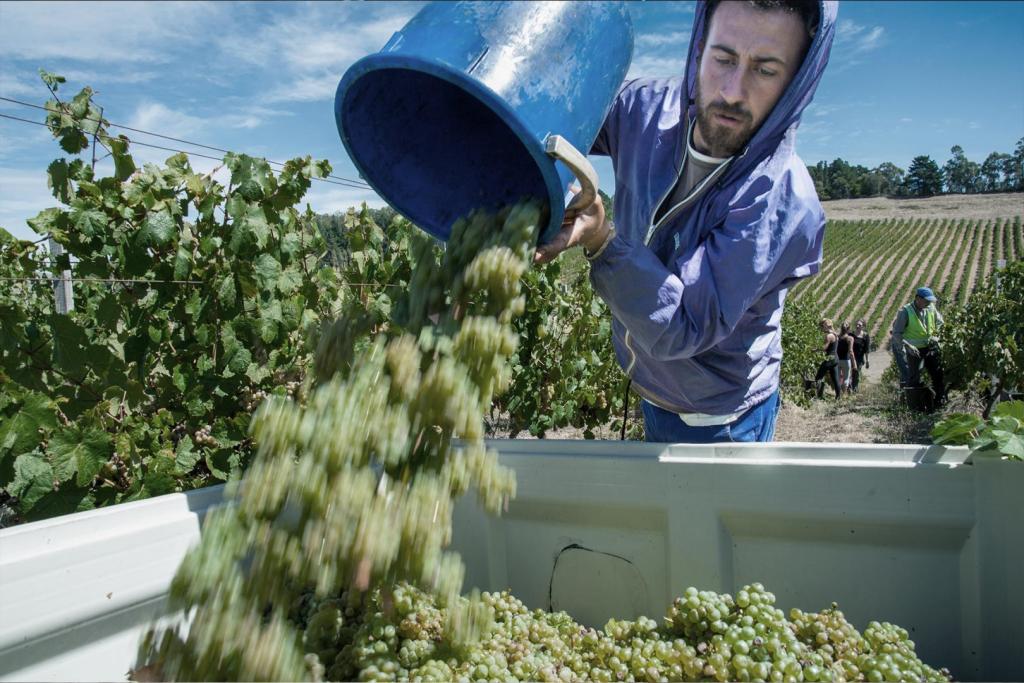 man throwing grapes into ute tray 