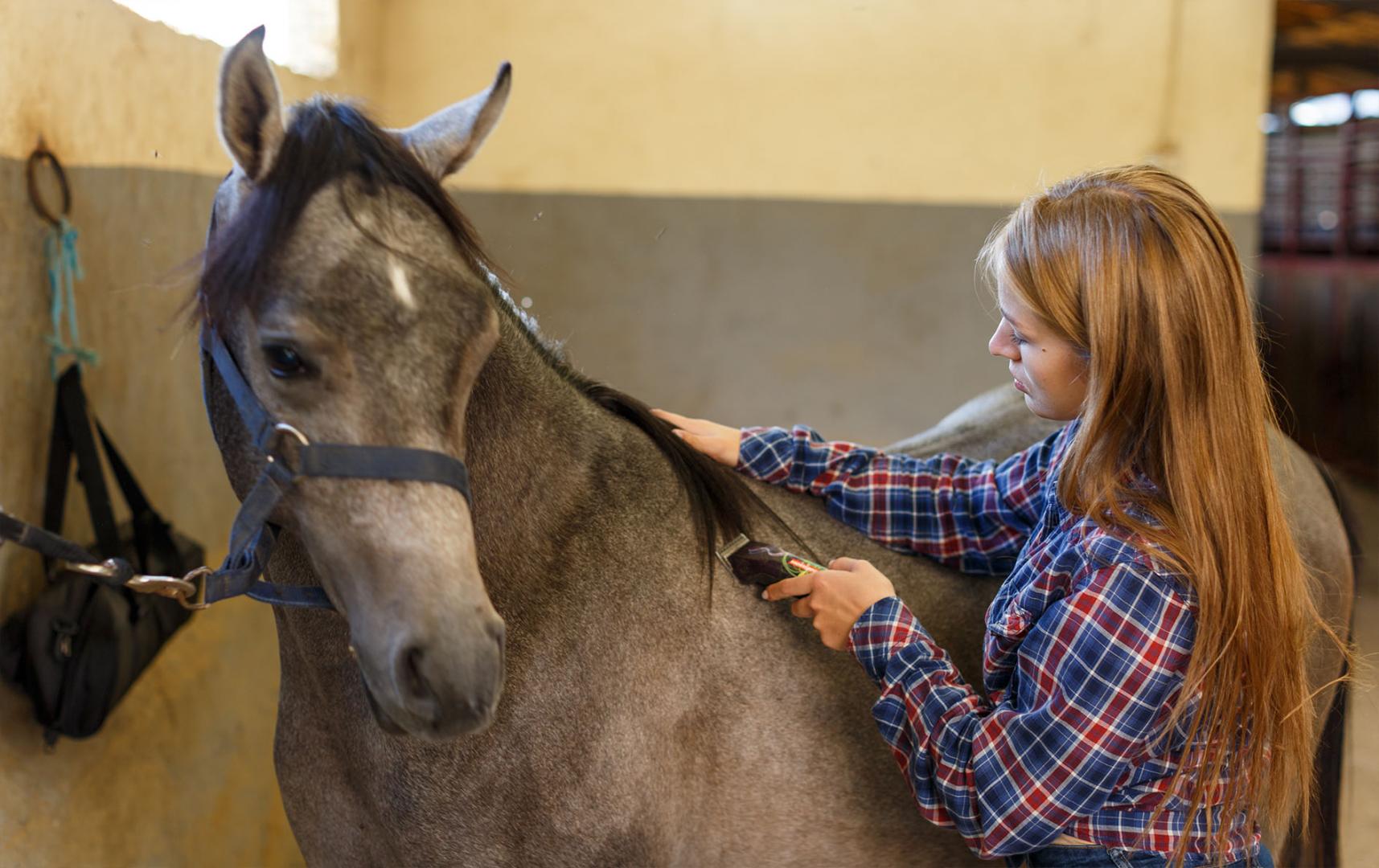 girl clipping horse in stables 