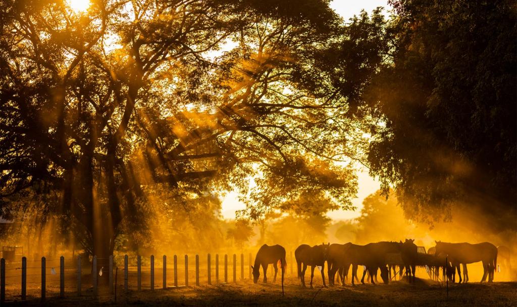 golden hour horses grazing 