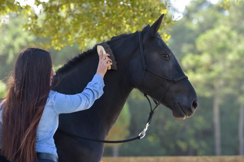 girl grooming horse 