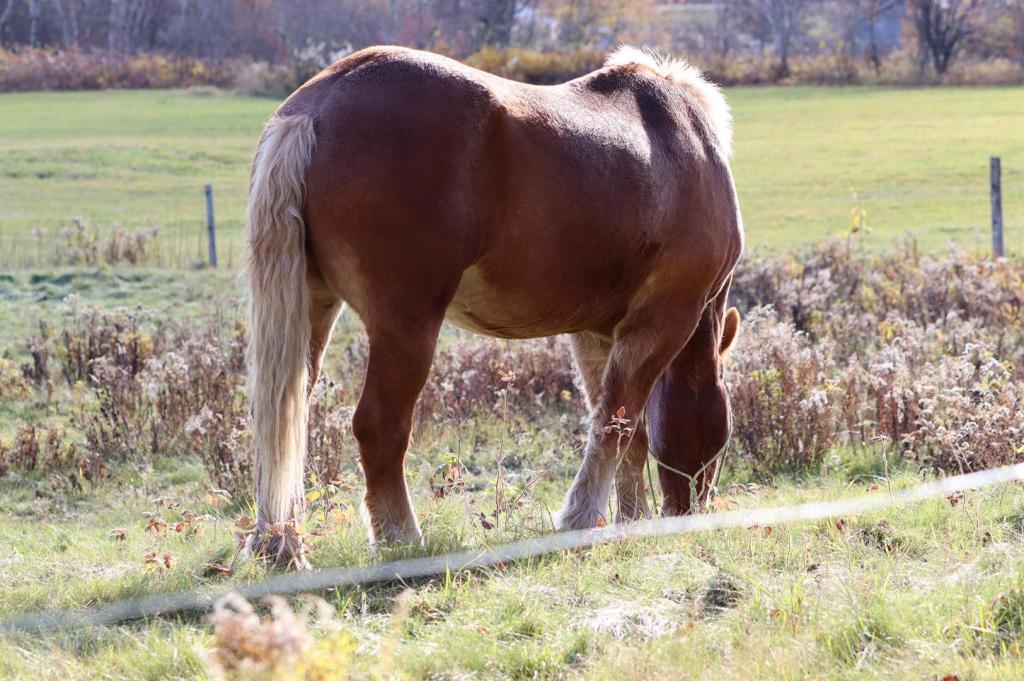 horse eating grass in paddock 