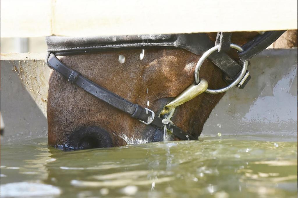 horse drinking out of trough 