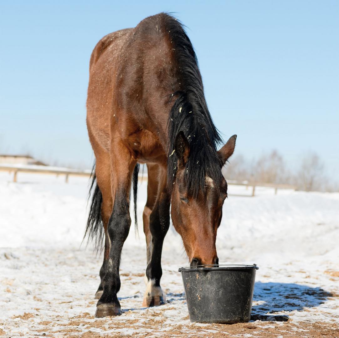 horse drinking from bucket