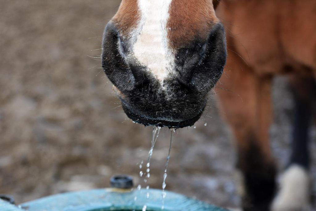 horse drinking water 