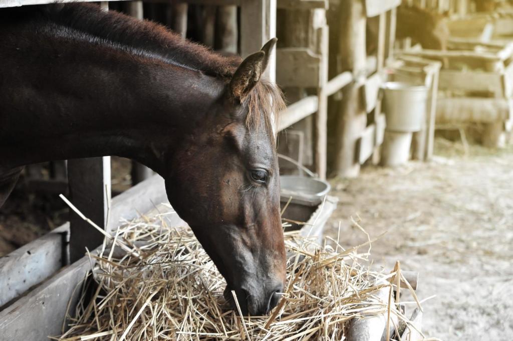 horse eating hay 