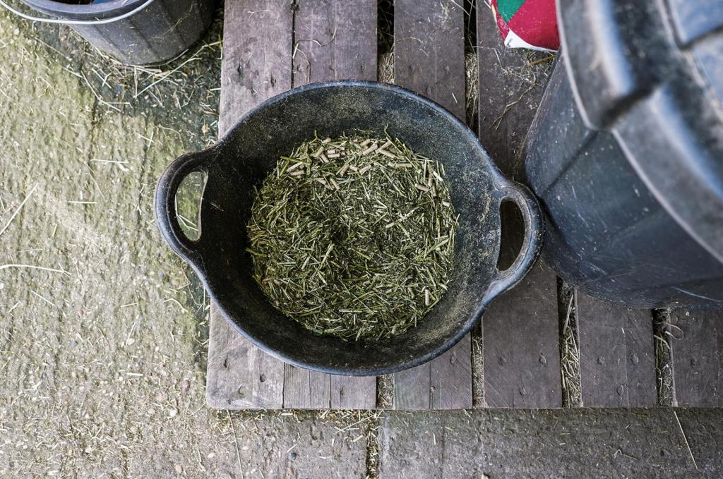 bucket of horse feed 