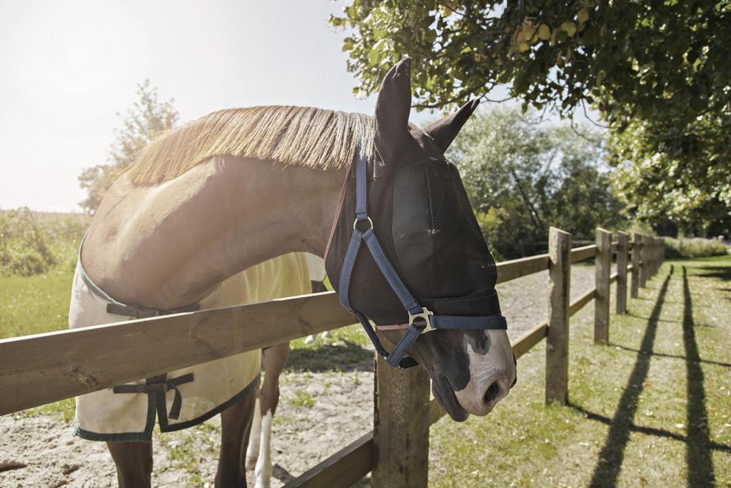 horse with fly mask on 