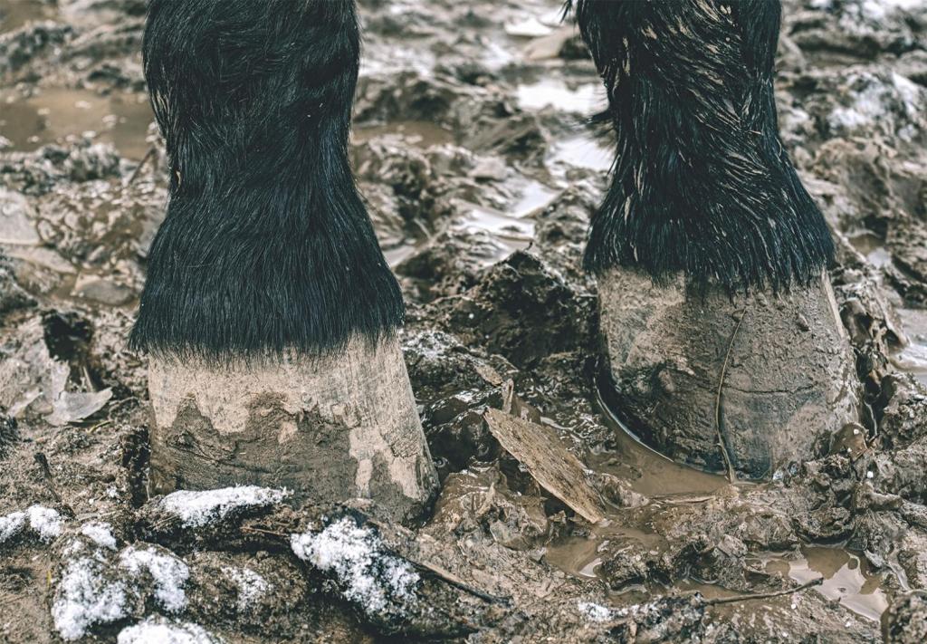 mud and horse feet