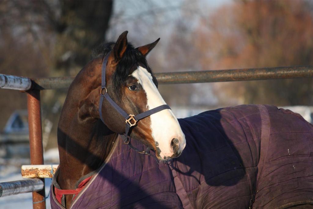 horse in winter paddock 