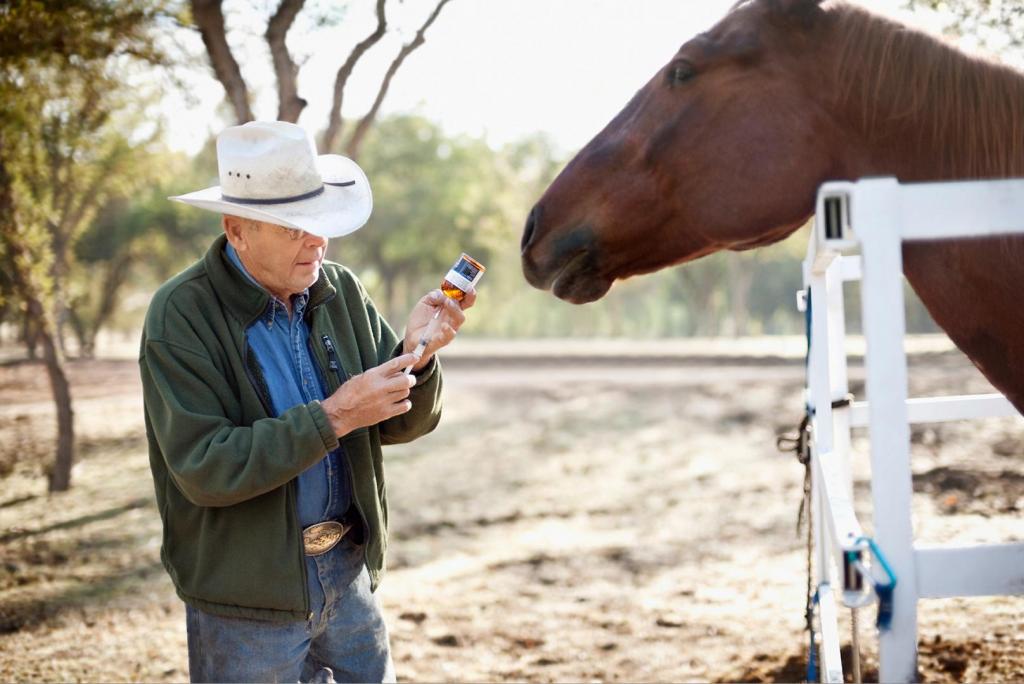 senior man giving horse medication 