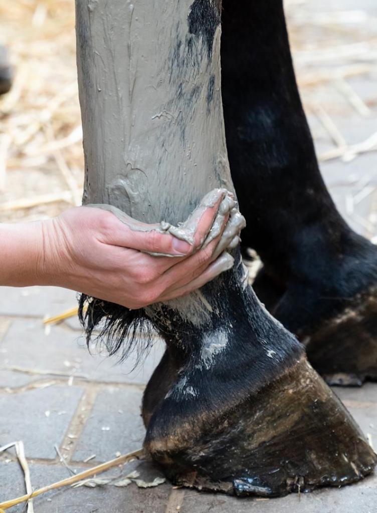 rubbing ointment onto horse's leg