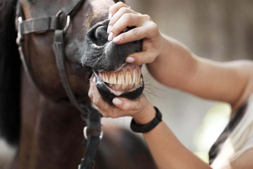 checking horse's teeth 