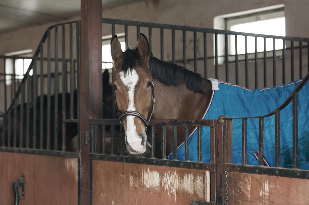 horse inside stable 