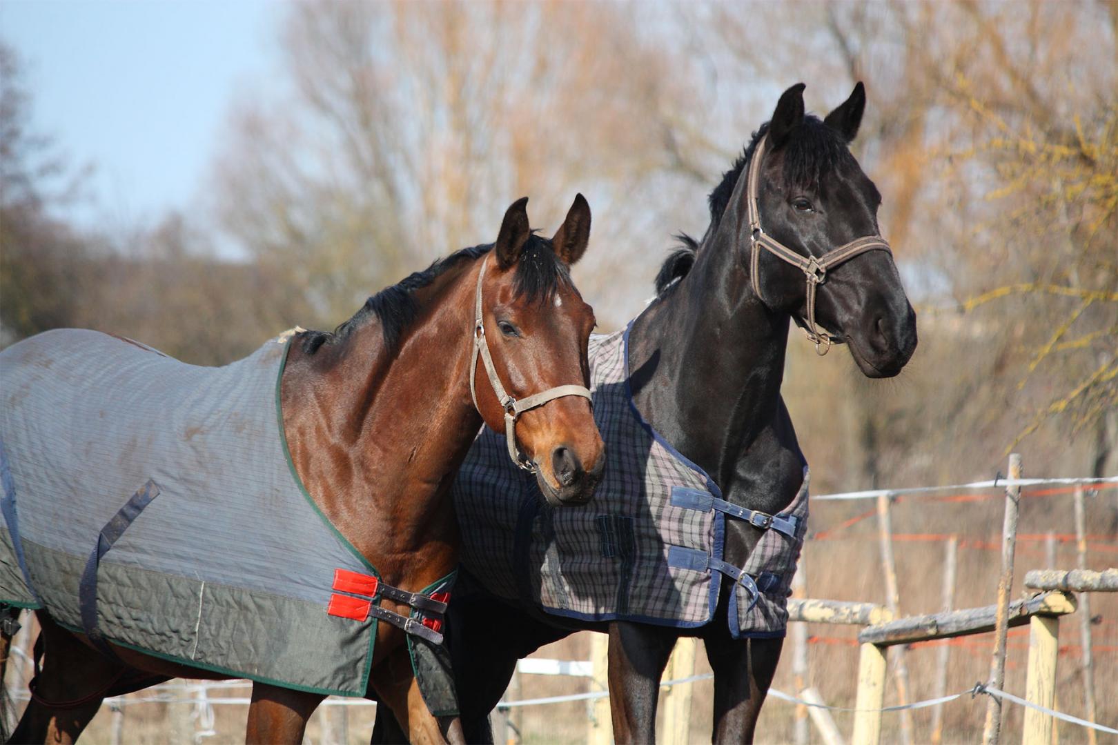 two horses with blankets on 