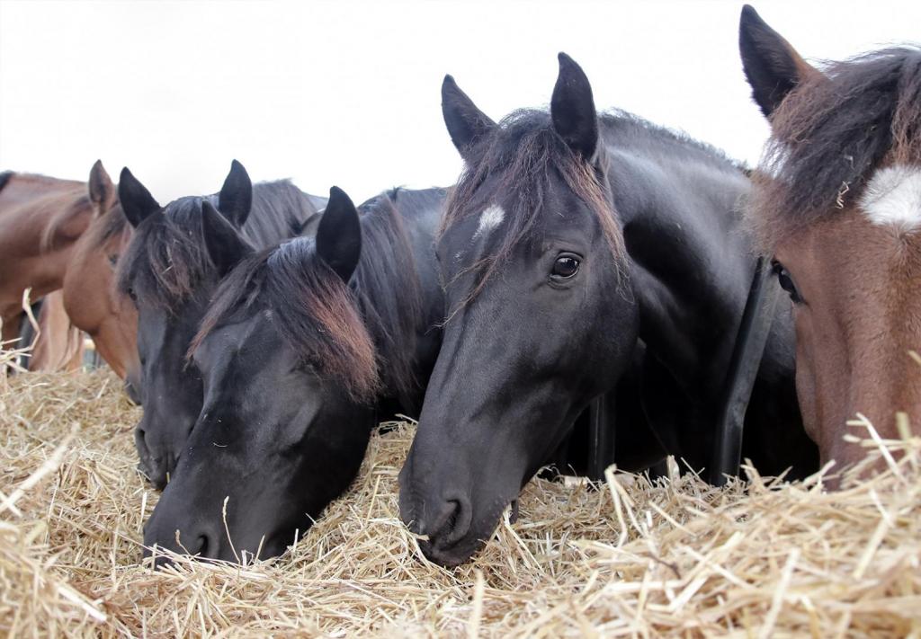 Horses