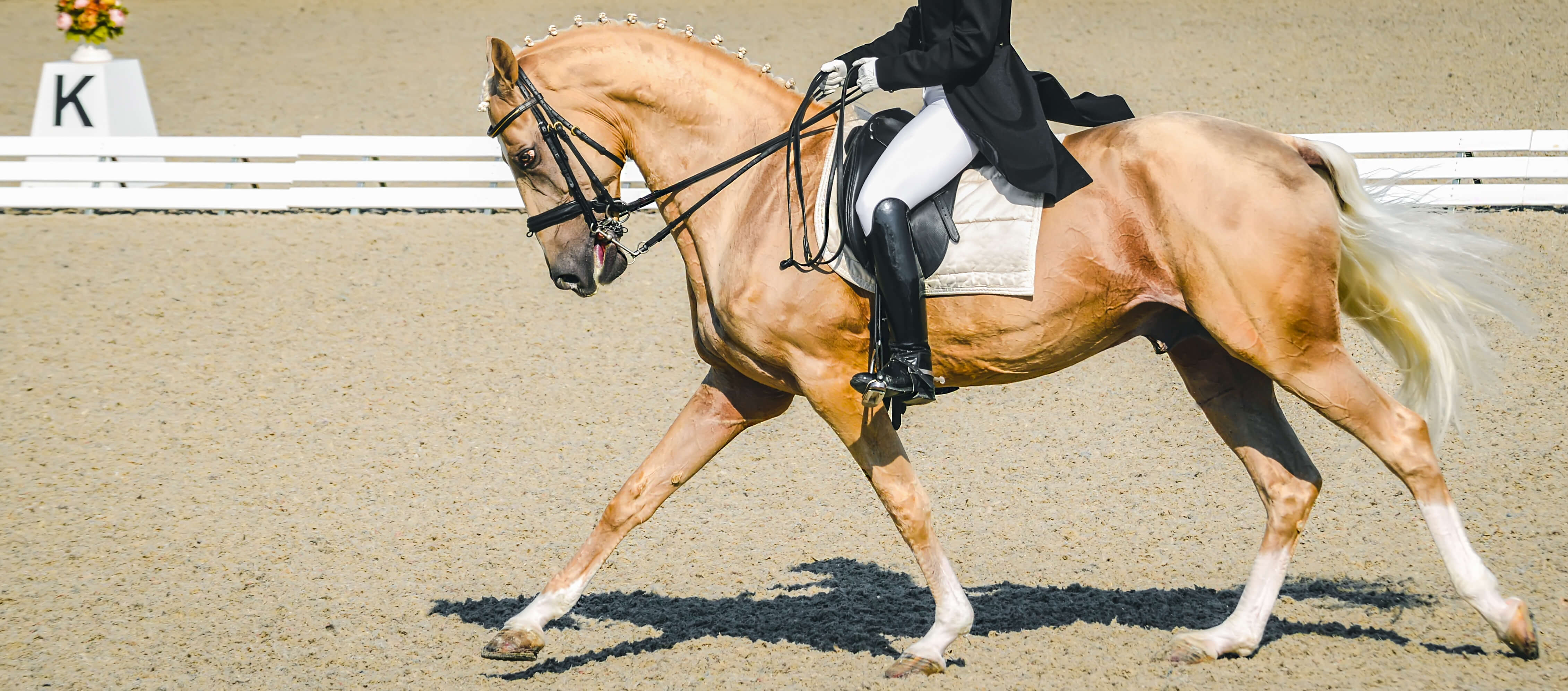 horse riding equine