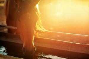 Horse drinking water