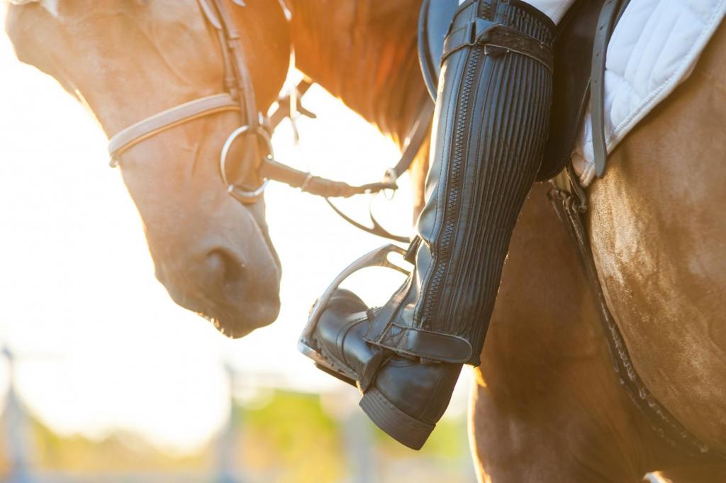 horse training signals