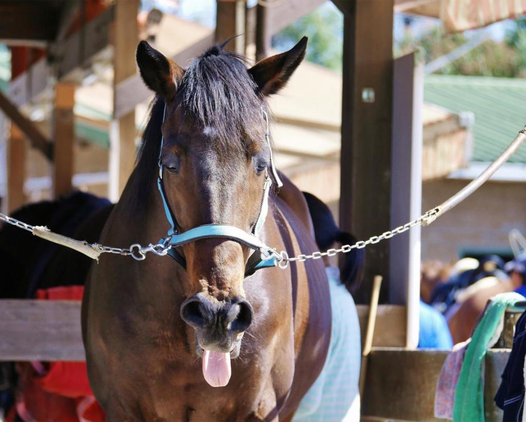 exhausted horse