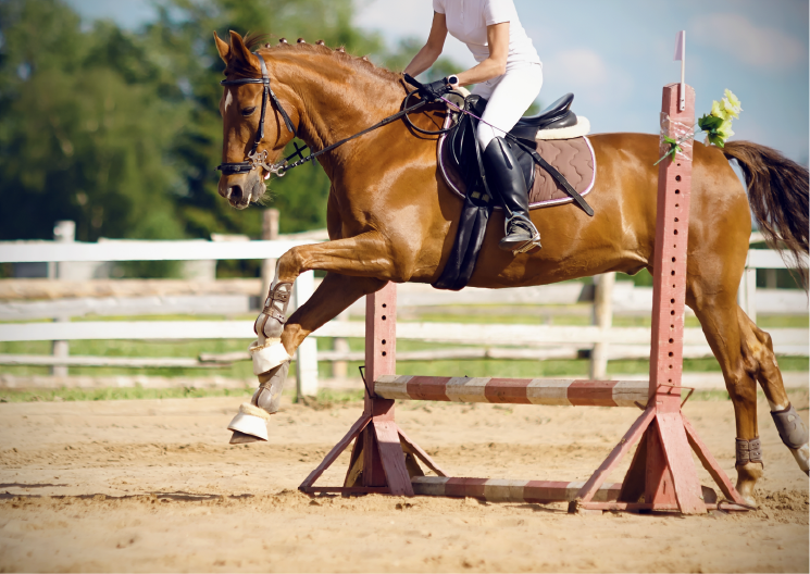 Horse jumping