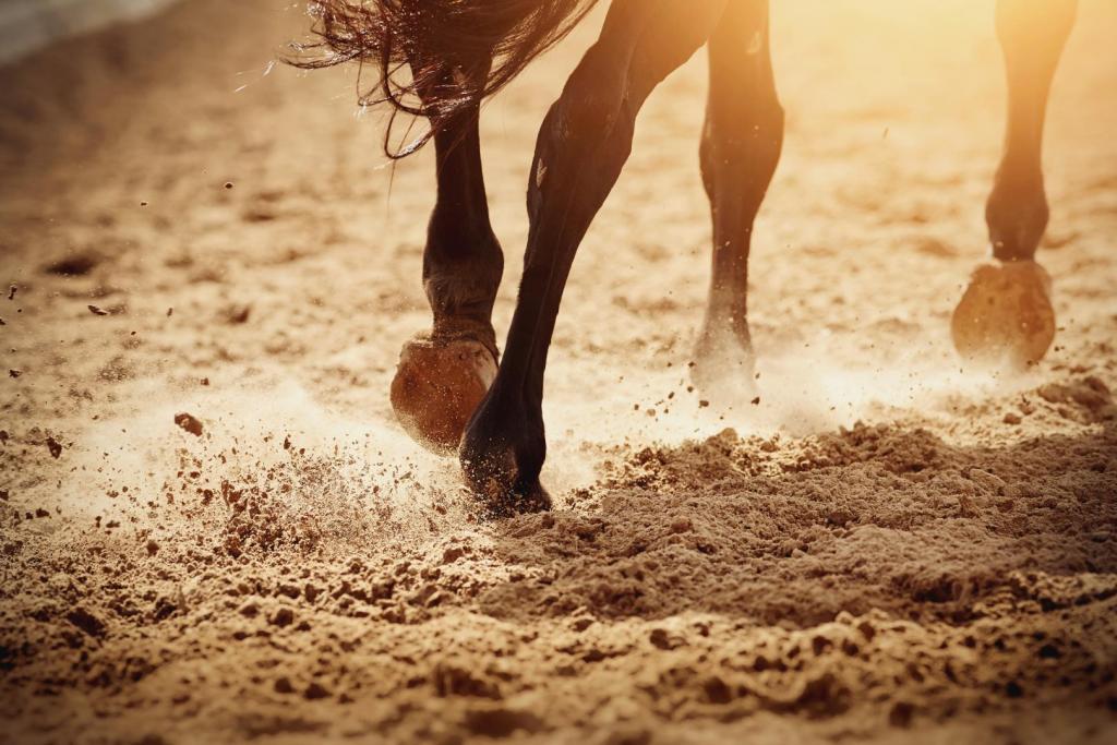 horse training