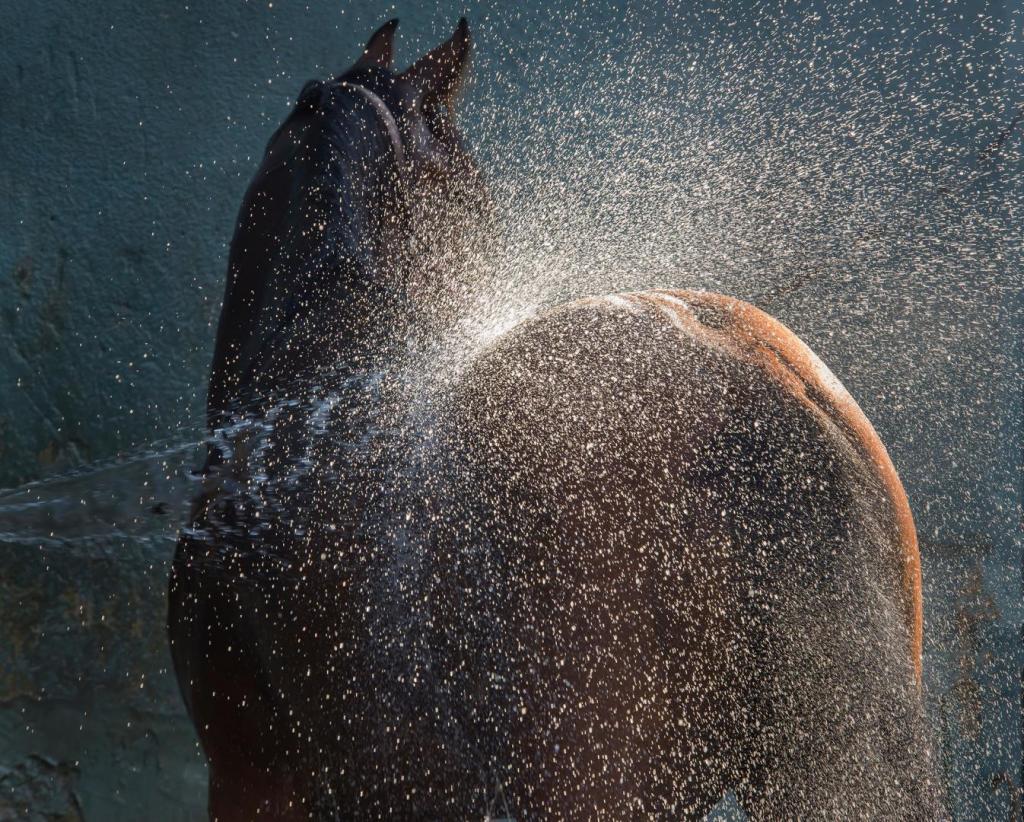 Cooling off horses