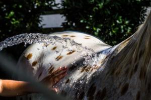 horse bath 