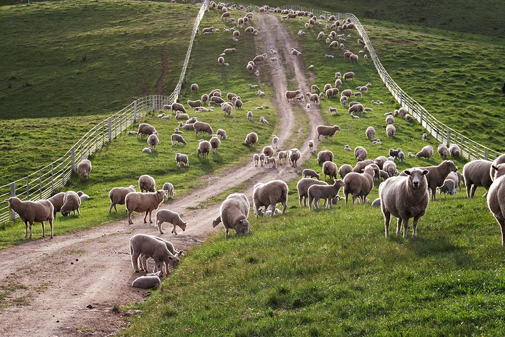 sheep in field grazing 