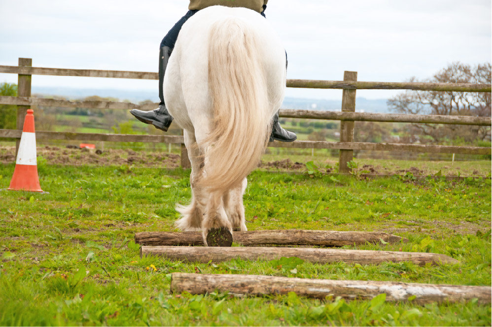 Horse exercise 